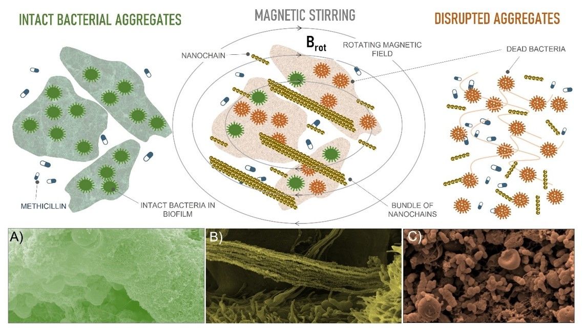 Nanocatene magnetiche per biofilm batterici