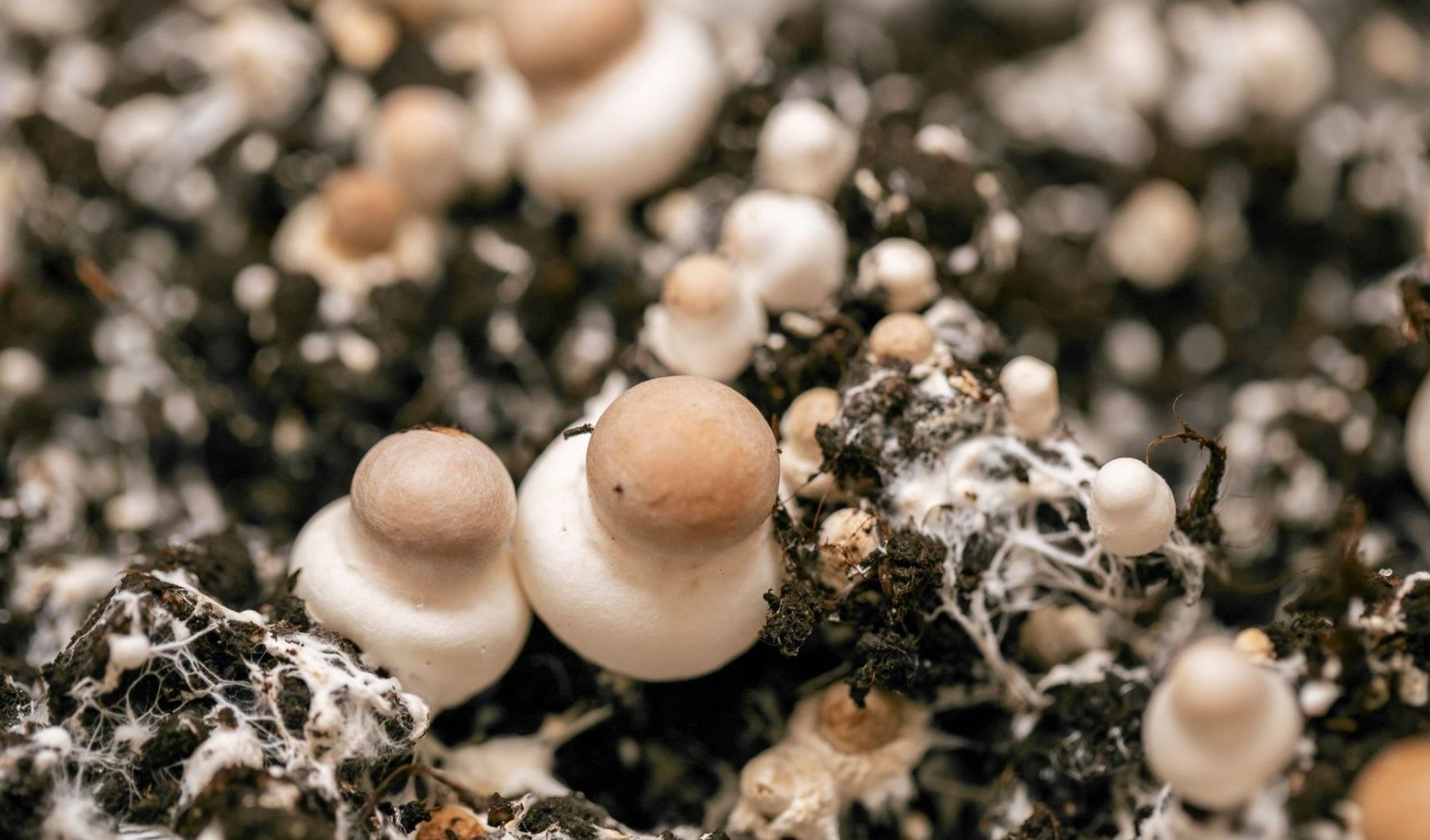 Packaging sostenibile: dai funghi ecco gli imballaggi di SMUSH Materials