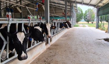 Vai alla notizia Qualità del latte e sostenibilità economica nell’allevamento lattiero-caseario