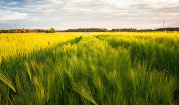 Vai alla notizia BEST-CROP: new varieties of barley in the name of circular economy