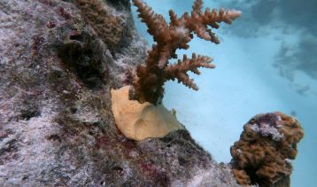 Vai alla notizia Dalla ricerca un materiale sostenibile per riparare le barriere coralline