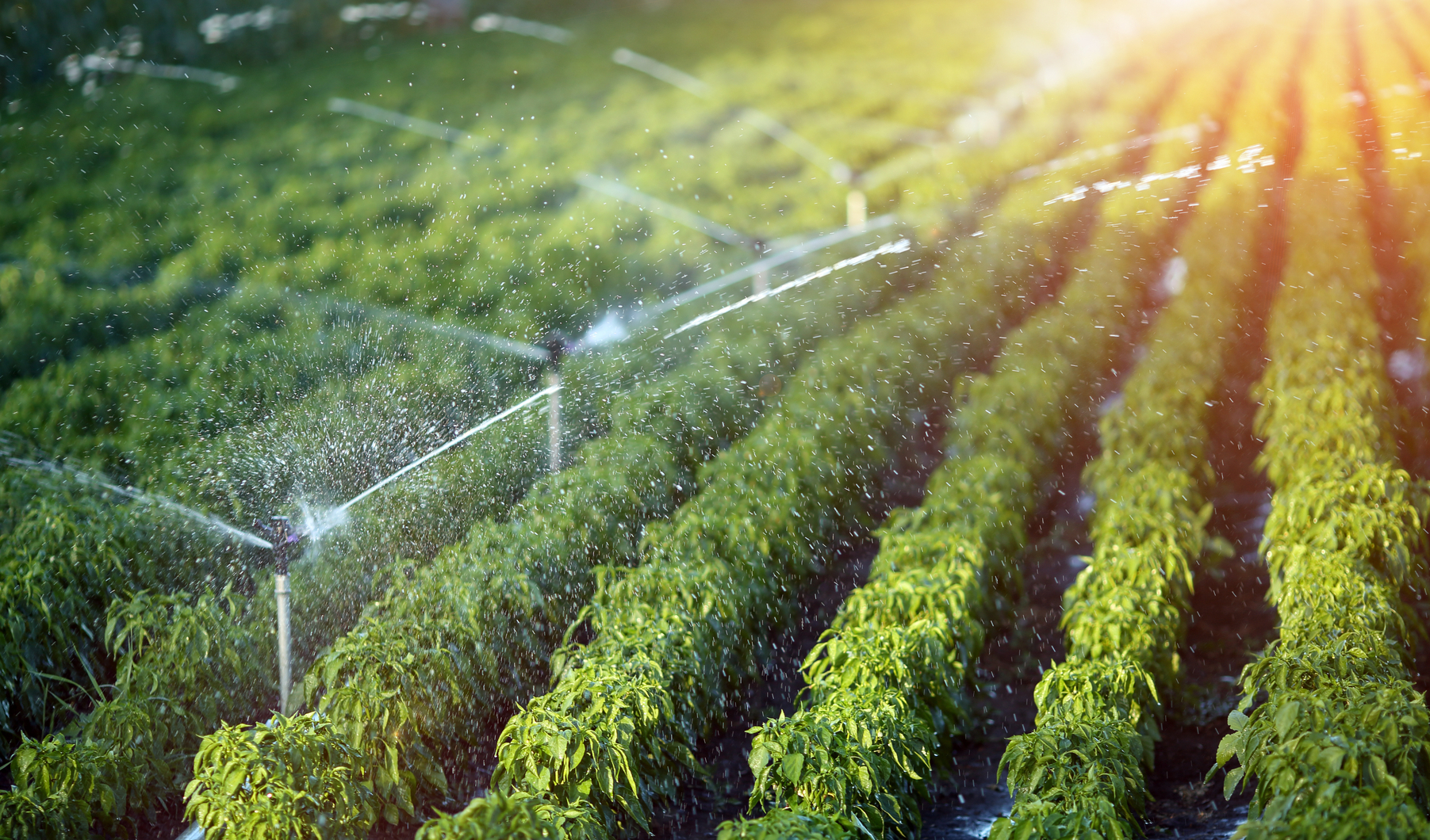 Immagine della discussione