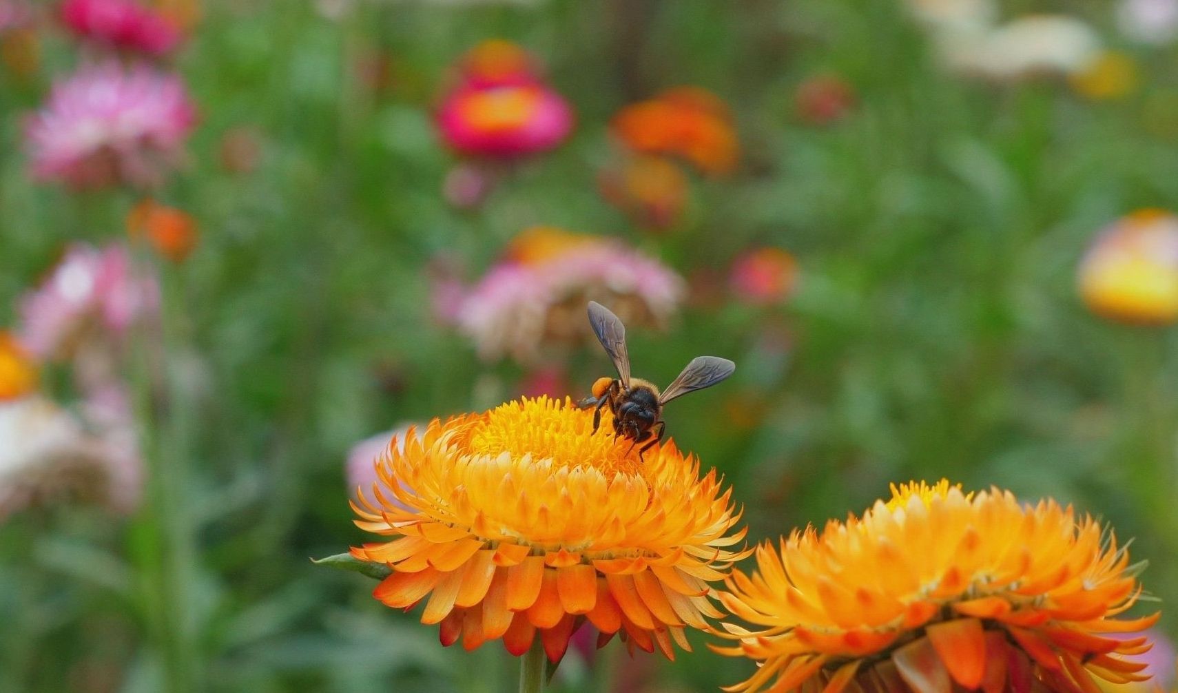 Immagine della notizia