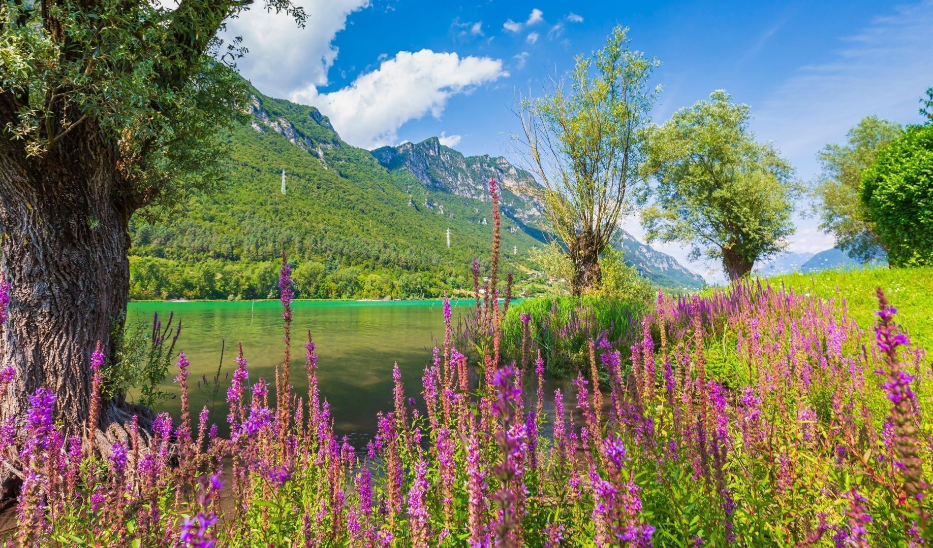 Immagine della notizia