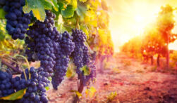 Logo Gestione informatica dei vigneti