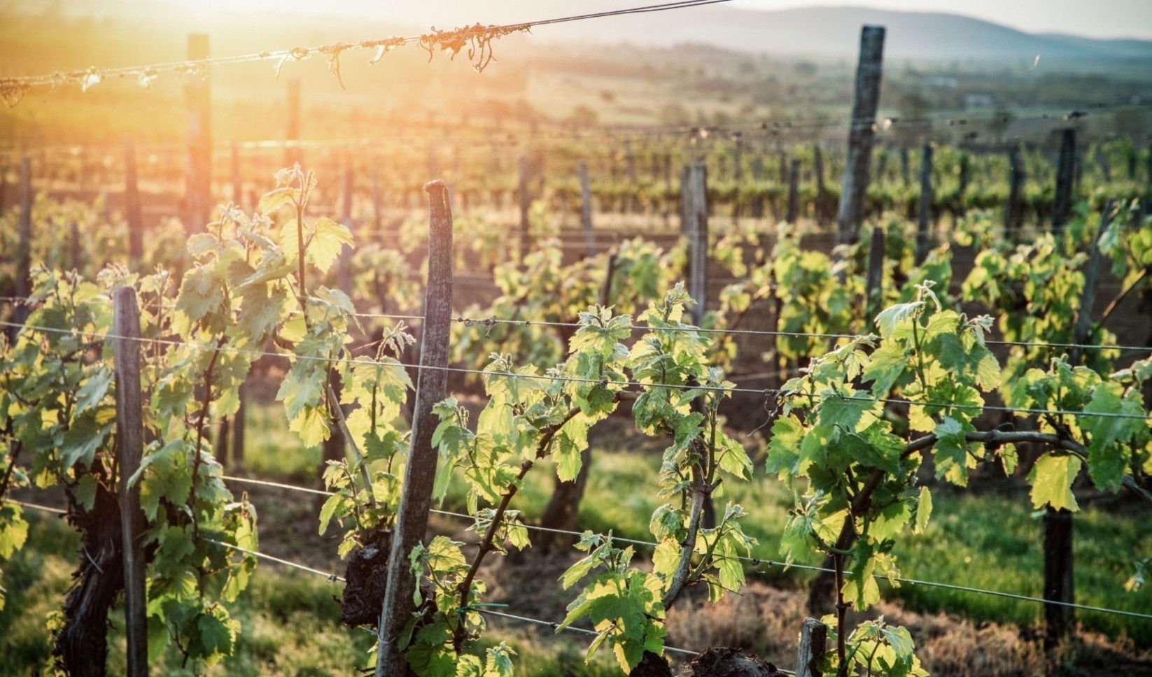 Dal Politecnico di Milano vigneti virtuali per i trattori del futuro